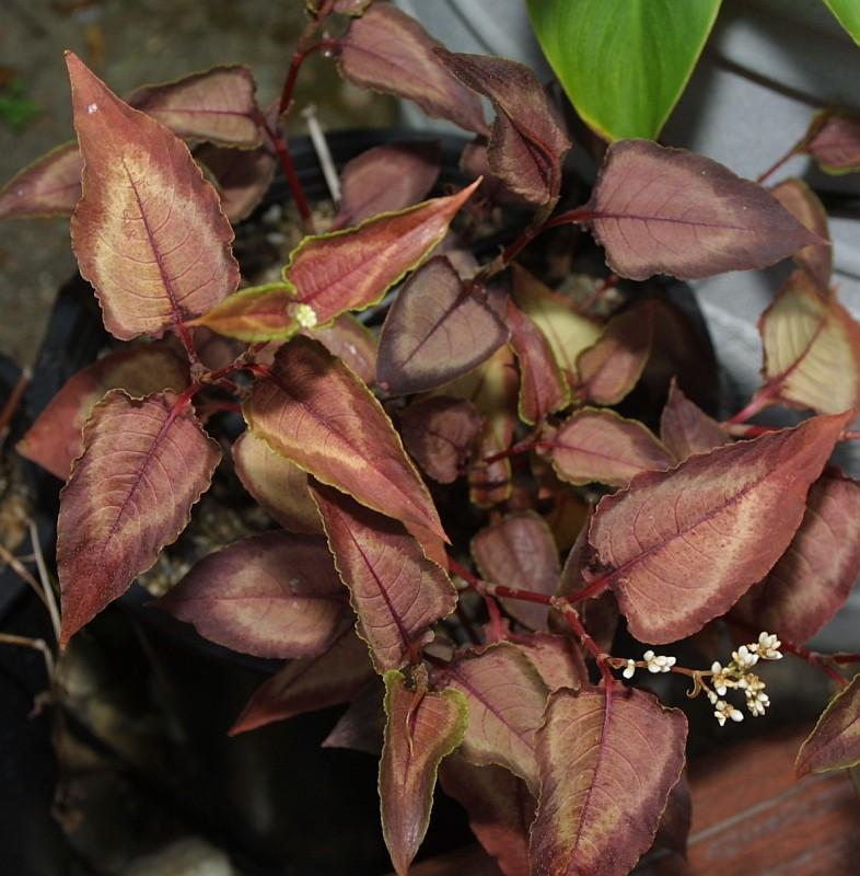 Persicaria microcephala Silver Dragon