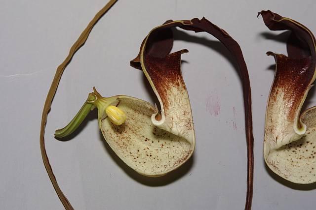 Aristolochia trilobata