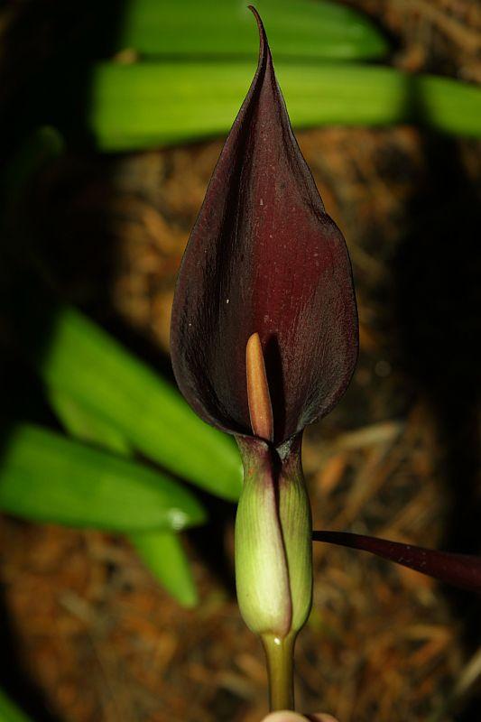 Arum purpureospathum