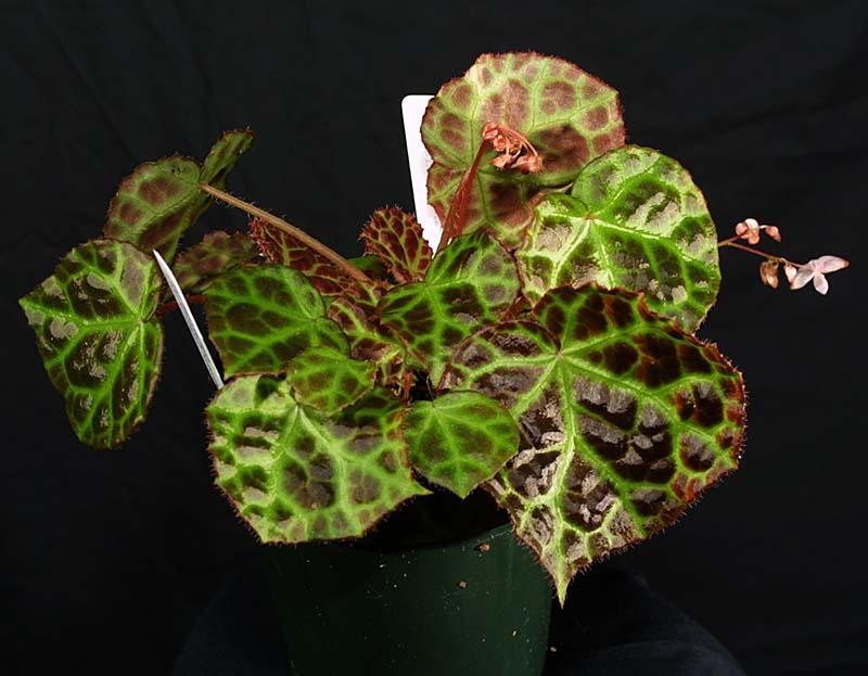 Begonia rajah