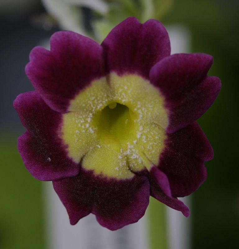 Primula auricula HB #6