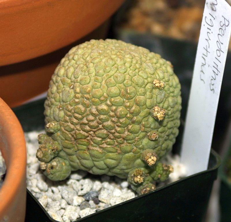 Pseudolithos migiurtinus