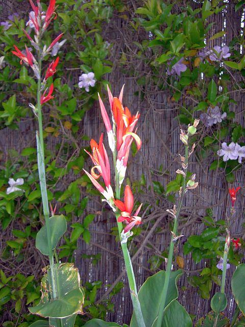 Canna indica