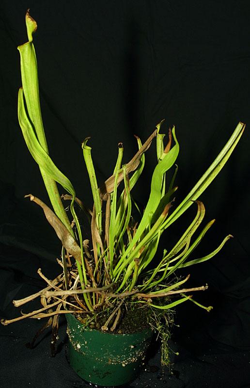 Sarracenia flava Walton Co. FL