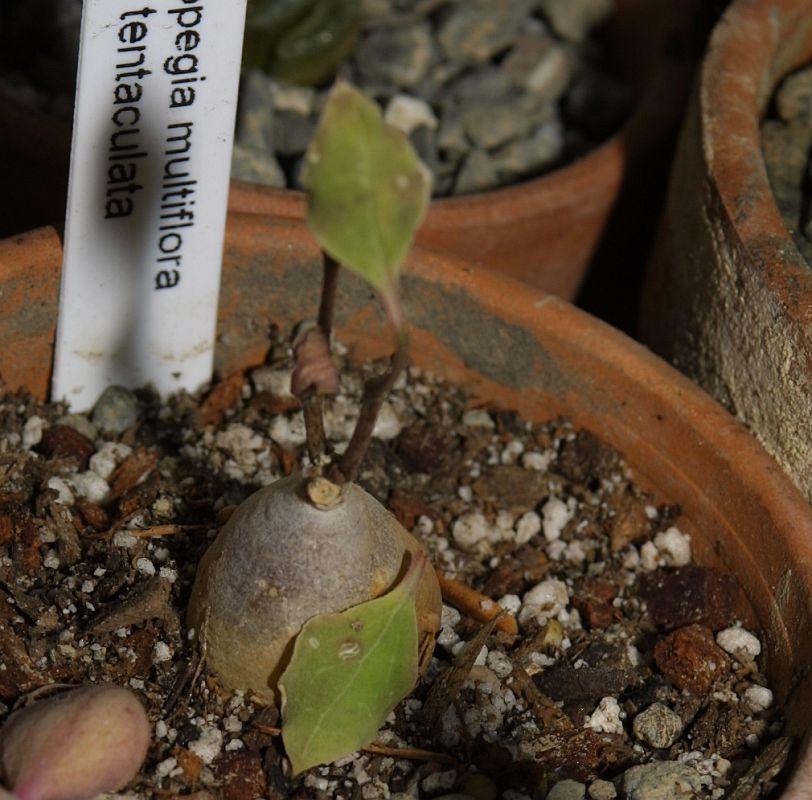 Ceropegia multiflora ssp. tentaculata