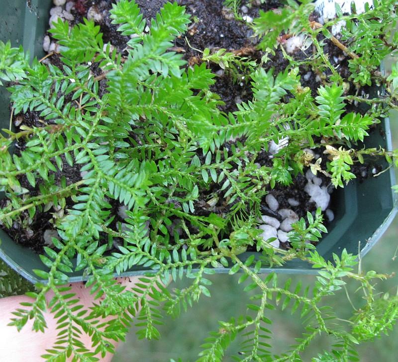 Selaginella kraussiana