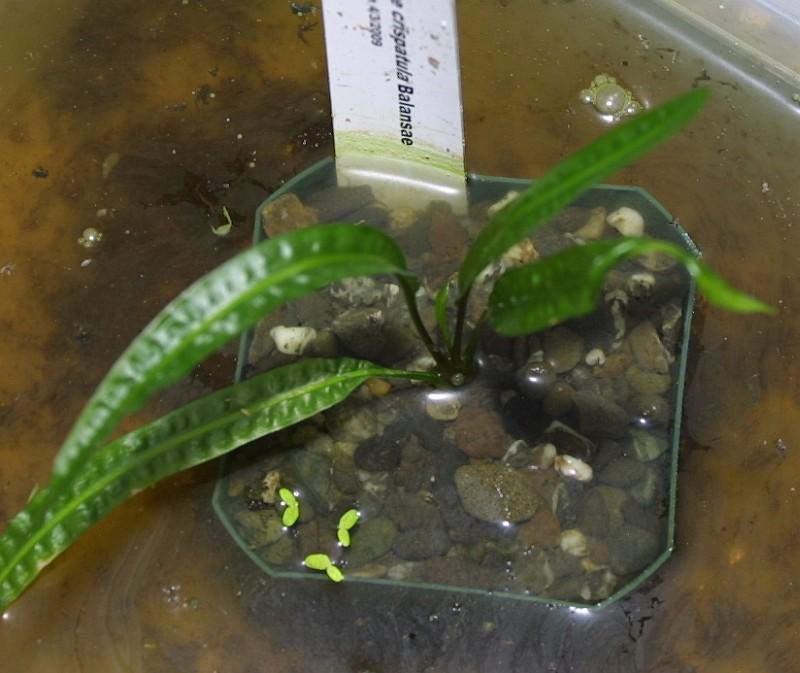 Cryptocoryne crispulata var balansae