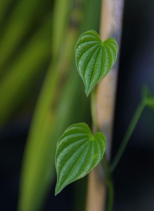 Dioscorea villosa