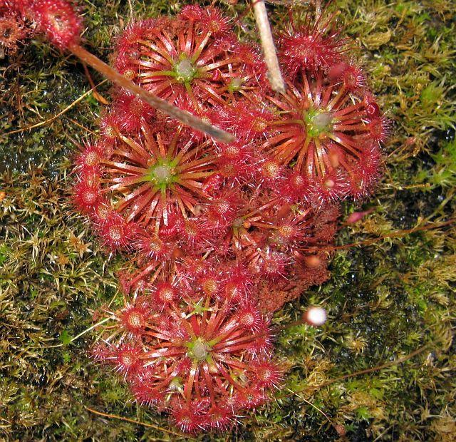 Drosera pygmea