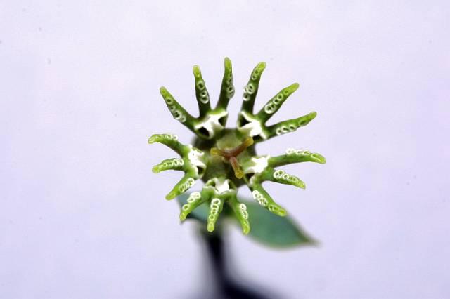 Euphorbia globosa