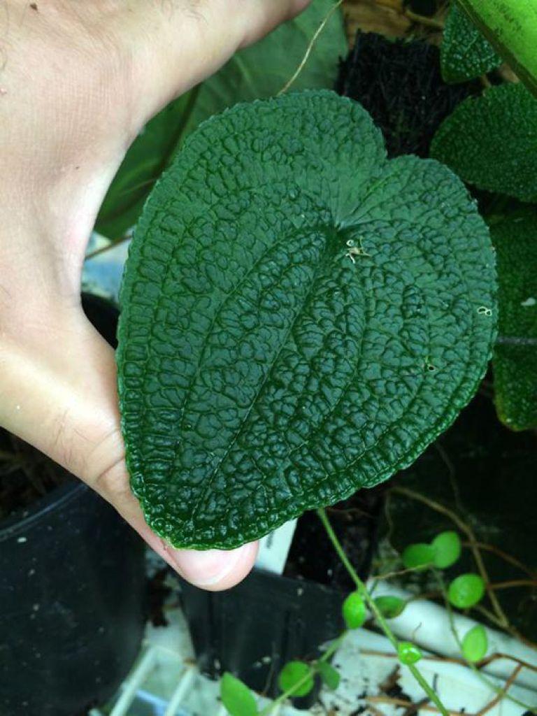 Anthurium clidemoides