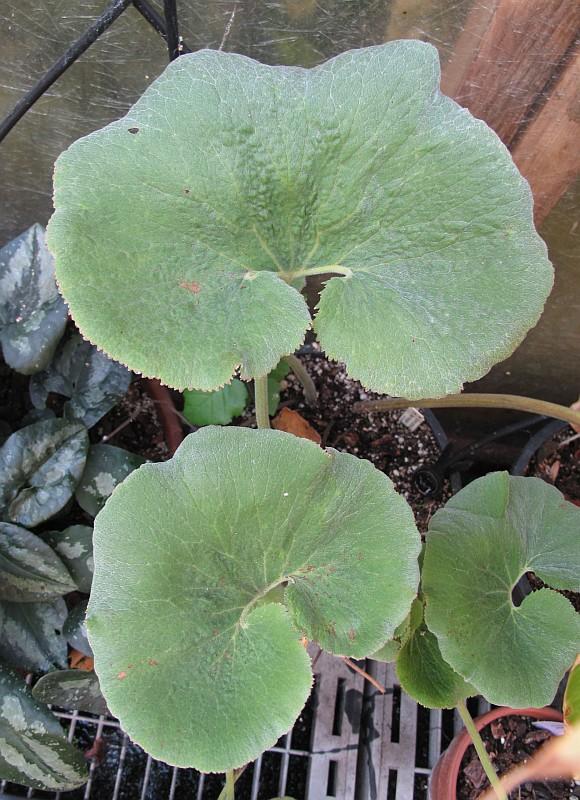 Gunnera perpensa