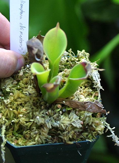 Heliamphora chimantensis