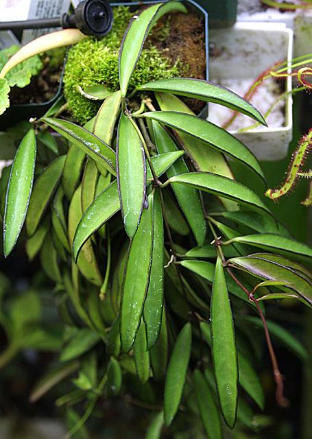 Hoya kentiana