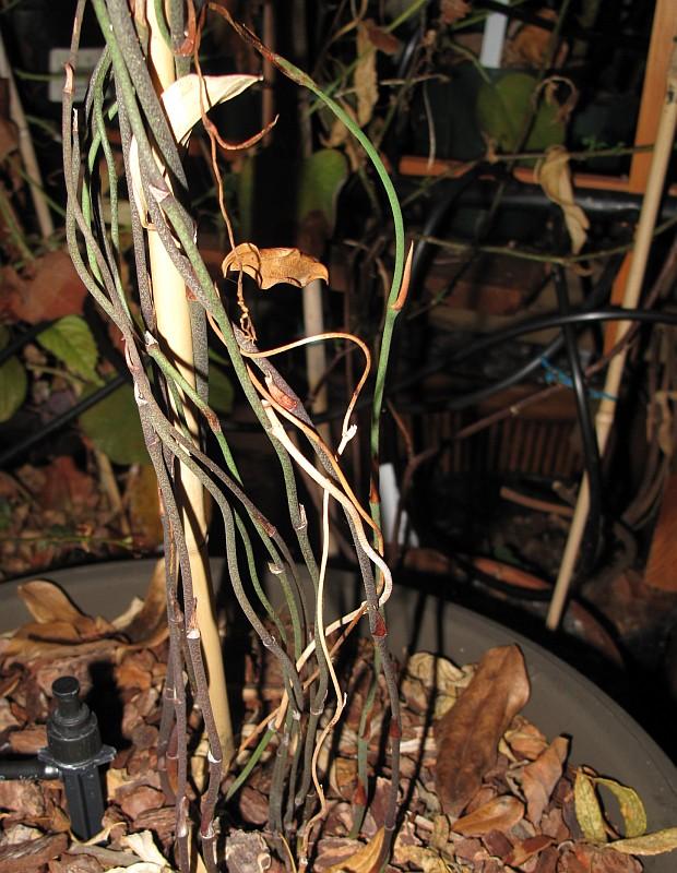 Lapageria rosea Contulmo