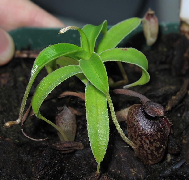 Nepenthes aristolochioides