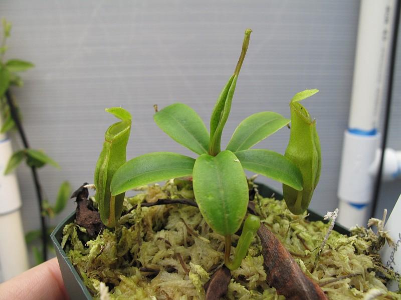 Nepenthes inermis