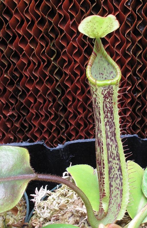 Nepenthes platychila