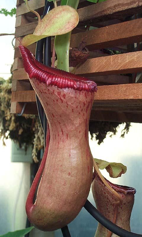 Nepenthes ventricosa