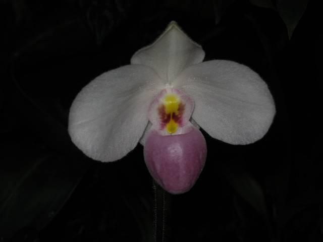 Paphiopedilum delenatii