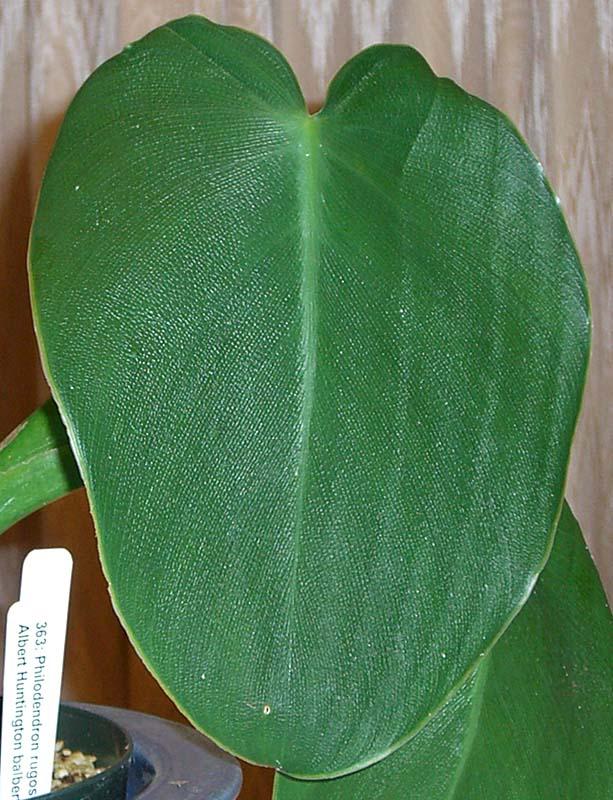 Philodendron rugosum