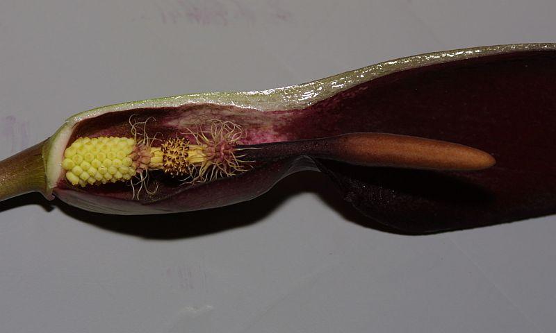 Arum purpureospathum