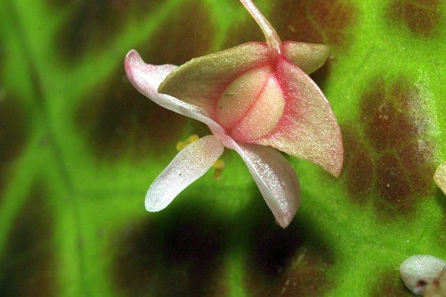 Begonia rajah