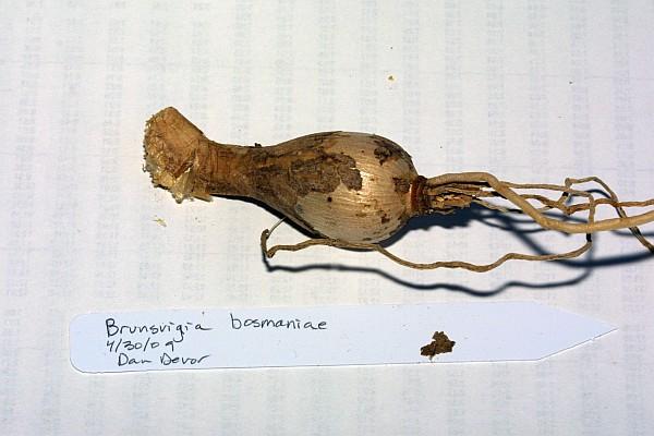 Brunsvigia bosmaniae