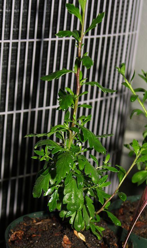 Cantua buxifolia