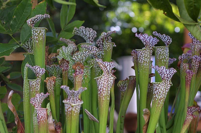 Sarracenia leucophylla