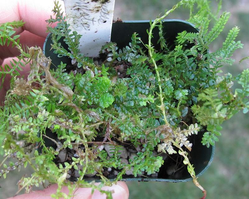 Selaginella uncinata