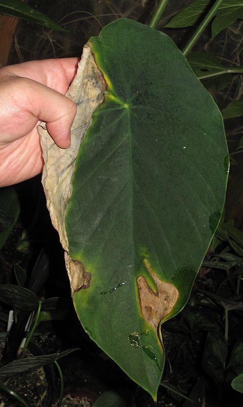 Steudnera colocasiifolia