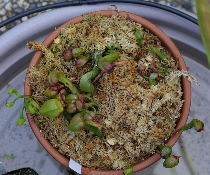 Darlingtonia californica