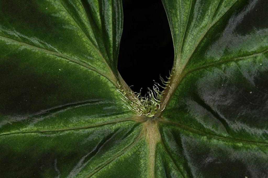 Philodendron verrucosum
