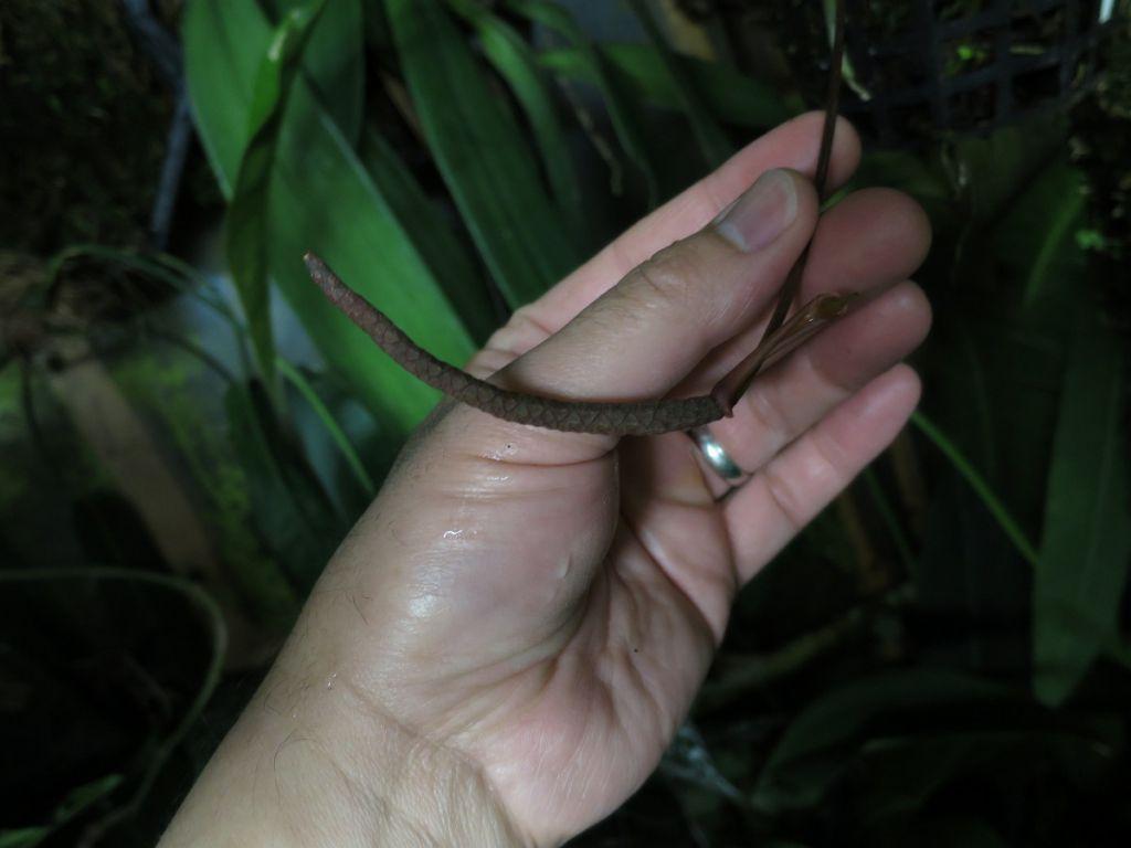 Anthurium gracile