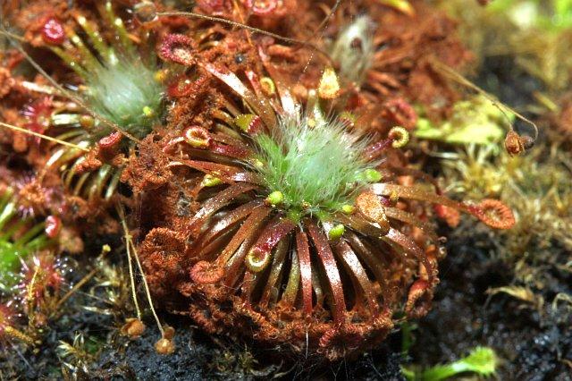 Drosera pygmea