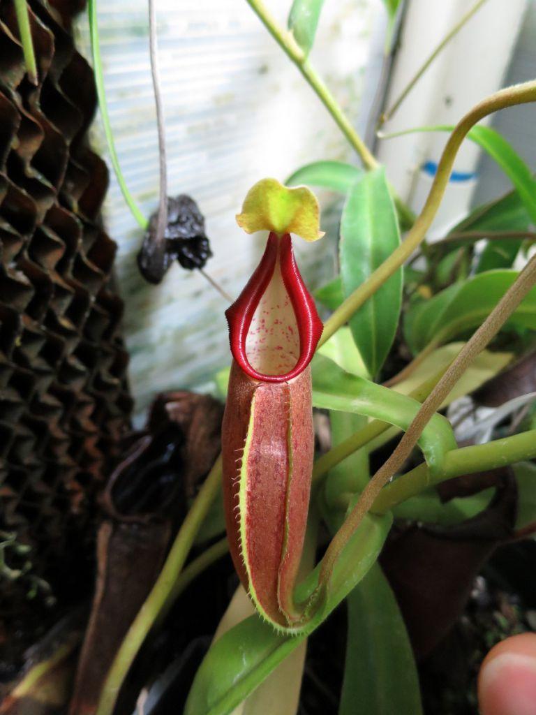 Nepenthes bongoso