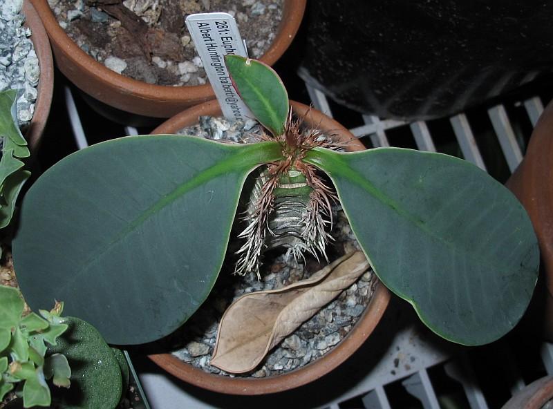 Euphorbia neohumbertii Blue Leaf