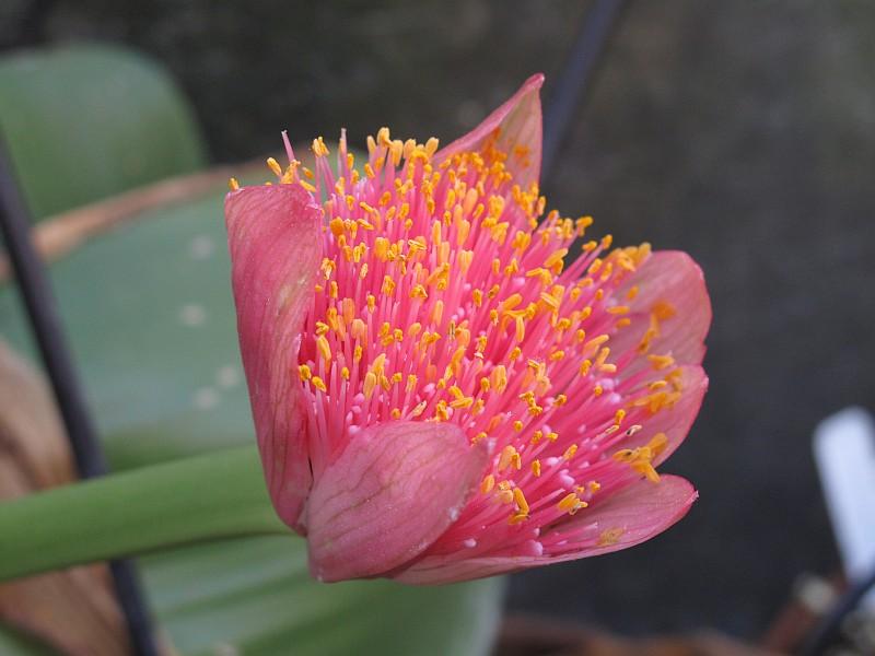 Haemanthus albiflos mislabeled