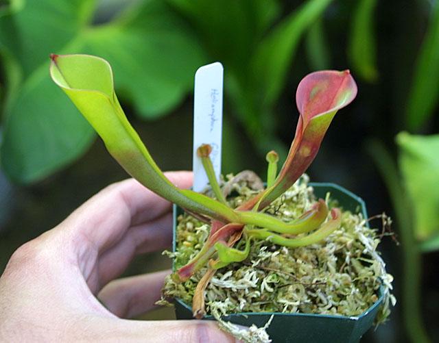 Heliamphora folliculata