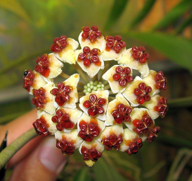 Hoya kerii