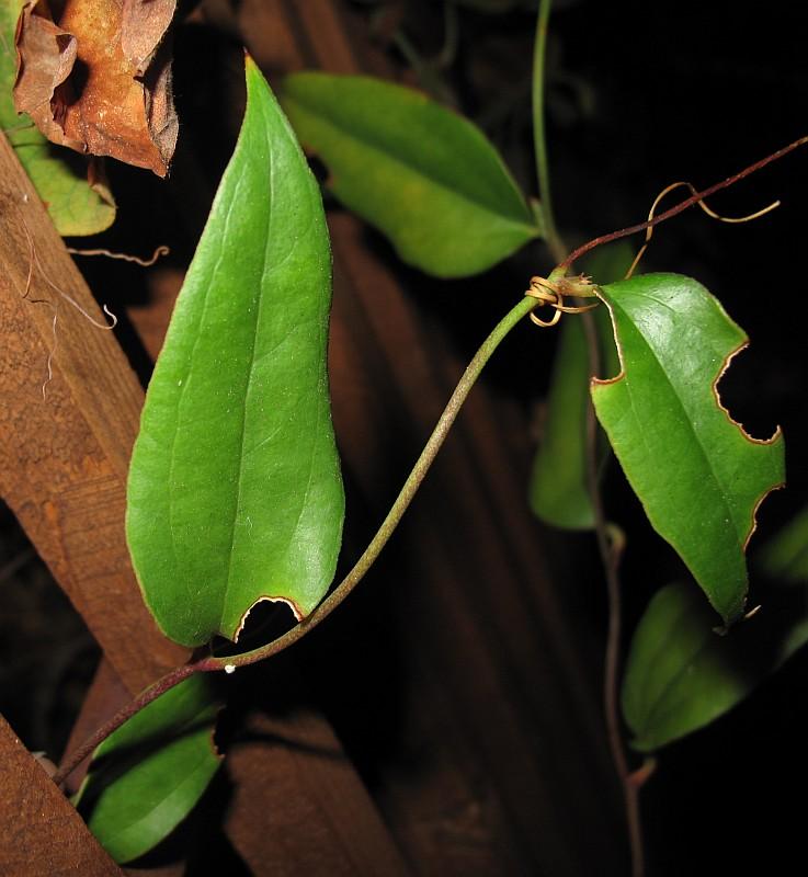 Lapageria rosea Contulmo