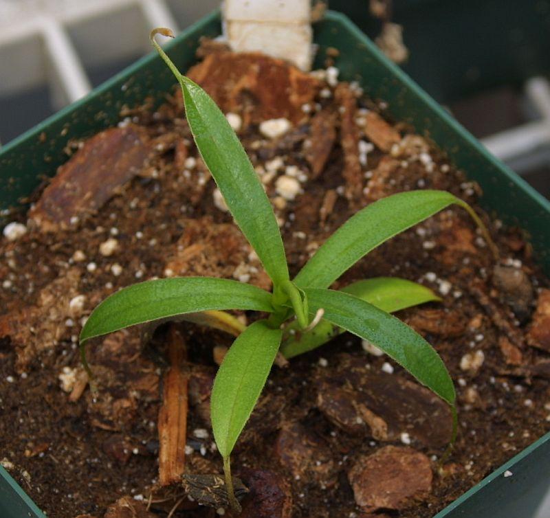 Nepenthes aristolochioides