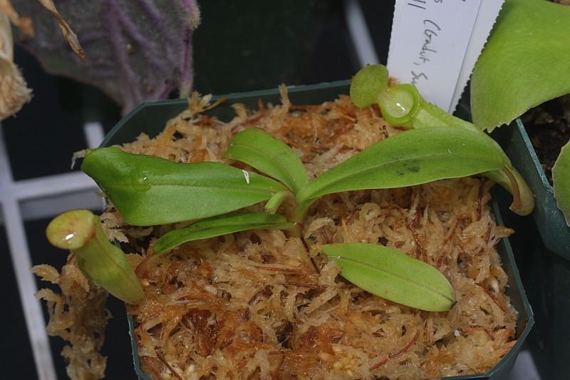 Nepenthes inermis