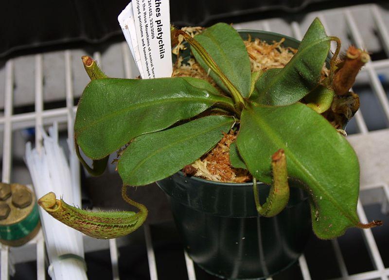 Nepenthes platychila