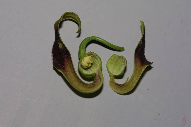 Aristolochia debilis