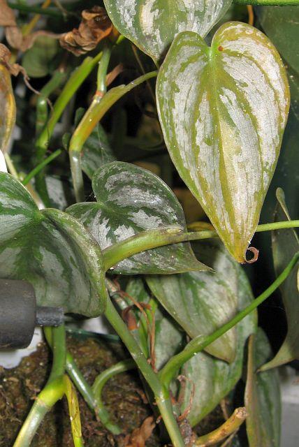 Philodendron sodiroi