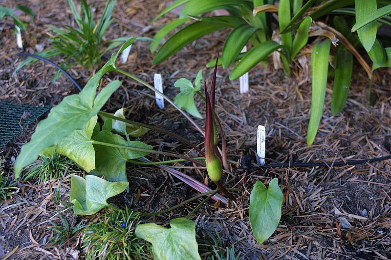 Arum purpureospathum