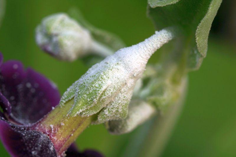 Primula auricula HB #6