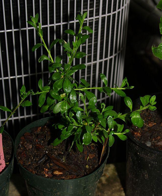 Cantua buxifolia Golden Inca